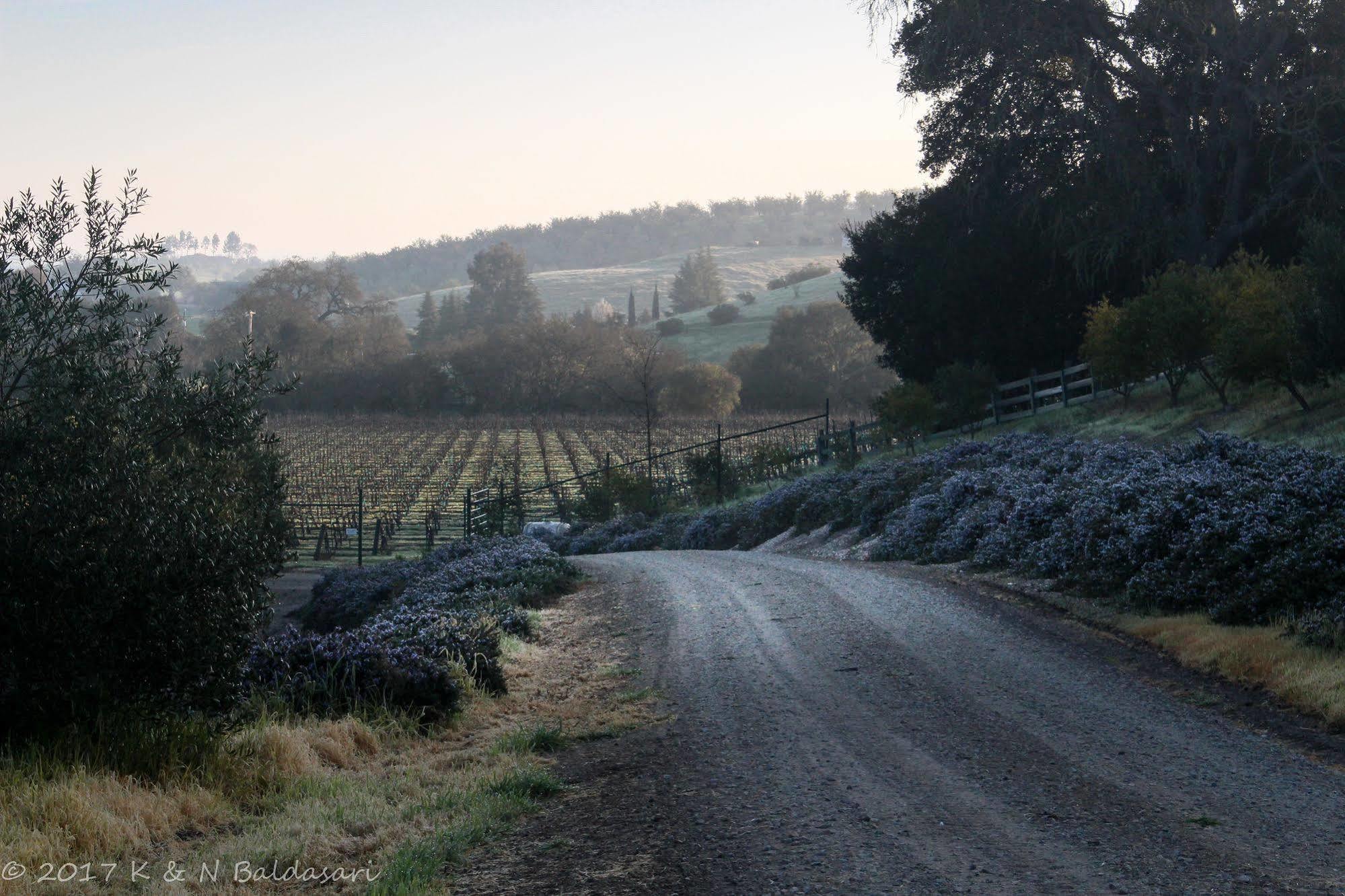 Hotel The Eden House Vineyard Templeton Exterior foto
